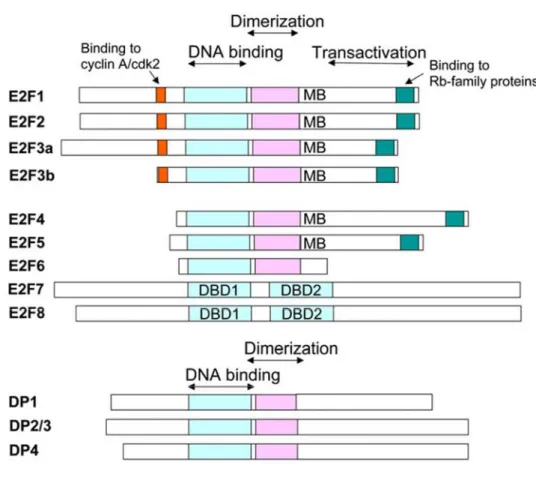 Figure 3: Diagrams of the E2F family of transcription factors. 