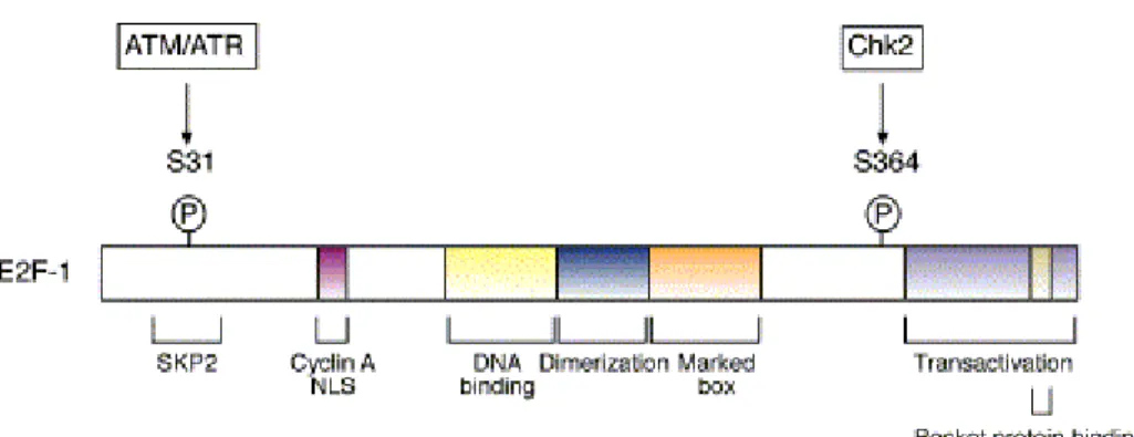 Figure 7: Domain organisation of E2F-1. Serine residue 31  (S31) phosphorylated by ATM/ATR, and serine residue 364  (S364) phosphorylated by Chk2 kinase in response to DNA  damage are indicated