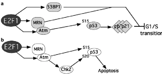 Figure 8: Model of the relationship between E2F1-mediated  check point and apoptosis pathway