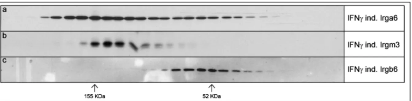Figure 3.6. Size Exclusion Chromatography of IFNγ-induced IRG proteins in 0.1% Thesit 