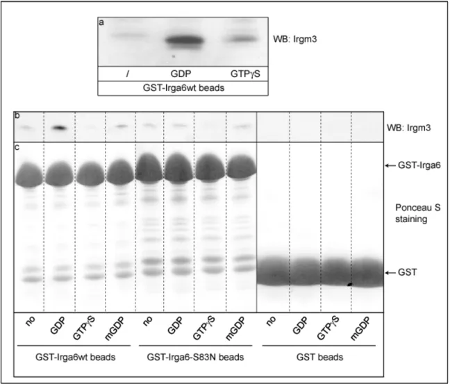 Figure 3.8. Pull-down of IFNγ-induced Irgm3 with GST-Irga6 proteins 