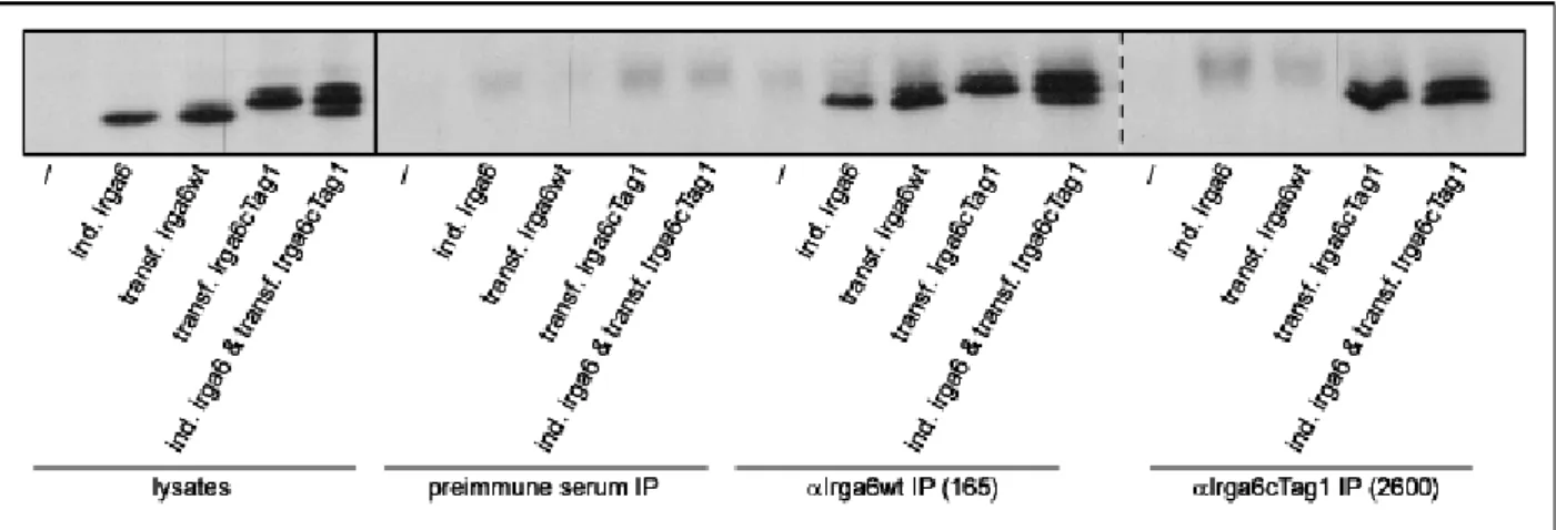 Figure 3.9. Immunoprecipitation of tagged or not tagged Irga6 with 165 and 2600 sera in L929  cells 