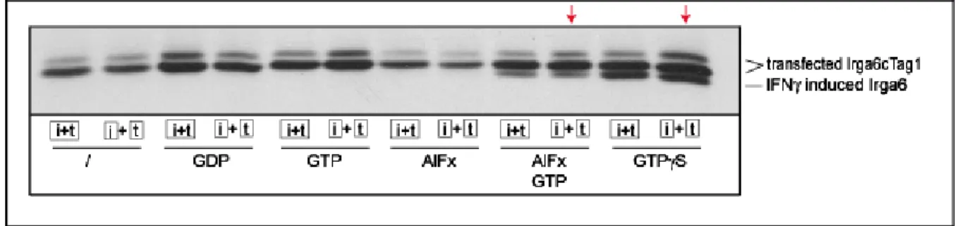 Figure 3.10. Co-immunoprecipitation of IFNγ-induced Irga6 with transfected Irga6cTag1 in  lysates of L929 fibroblasts 