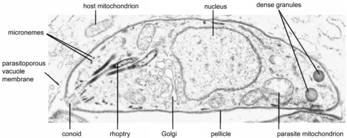 Figure 5 Transmission electron micrograph of a T. gondii tachyzoite (RH strain) within a host cell