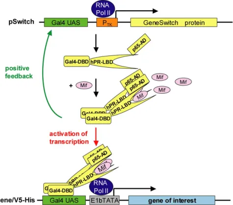 Figure 7 GeneSwitch system for inducible expression. The GeneSwitch hybrid regulatory protein is  expressed constitutively at low level from the minimal thymidine kinase promoter