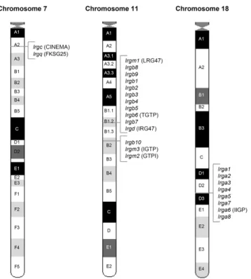 Figure 9 Chromosomal location of the IRG GTPase in Mus musculus domesticus. Disposition of the  IRG  sequences on the mouse karyotype (mouse genome Ensembl release v28.33d.1, February 2005)