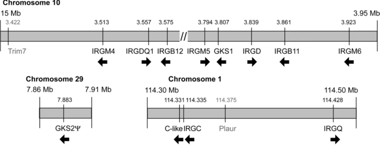 Figure 17 Genomic positioning of dog (Canis familiaris) IRG GTPases. Positioning and orientation of  IRG genes in the dog chromosome 10, 1 and 29 clusters