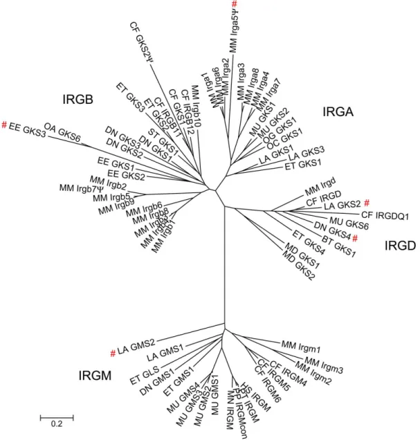 Figure 18 Phylogenetic relationship of mammalian IRG GTPases. Unrooted maximum likelihood  consensus bootstrapped tree based on the alignment of the G-domains of mammalian IRG proteins (see  Figure 19) using the JTT+I+G amino acid replacement matrix (Jones