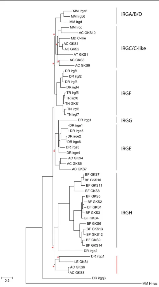 Figure 22 Phylogenetic relationship of fish, reptile, amphibian and Cephalochordate IRG GTPases
