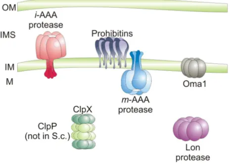 Figure 1. ATP-dependent proteases in the mitochondrial matrix and in the inner mitochondrial  membrane