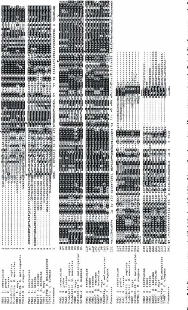 Figure 3. Multisequence alignment of Prohibitin 1 and Prohibitin 2 from different organisms