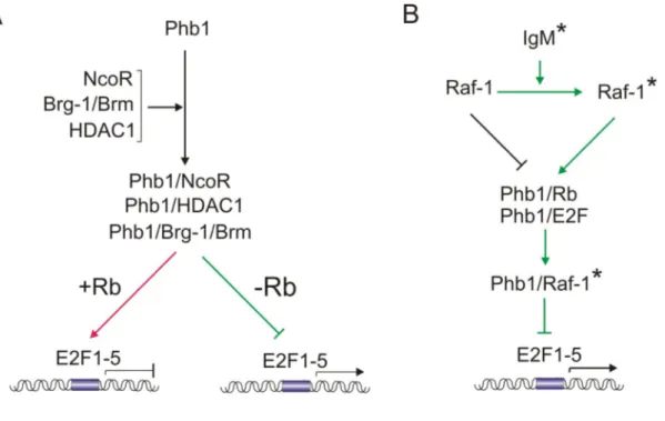 Figure 4. Phb1 functions as a negative regulator of cell proliferation by repressing the activity  of E2F transcription factors