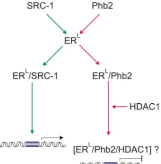 Figure 5. ER-mediated transcription is repressed by Phb2. A. Phb2 competes with the  transcriptional activator SRC-1 for the liganded ER (ER L )