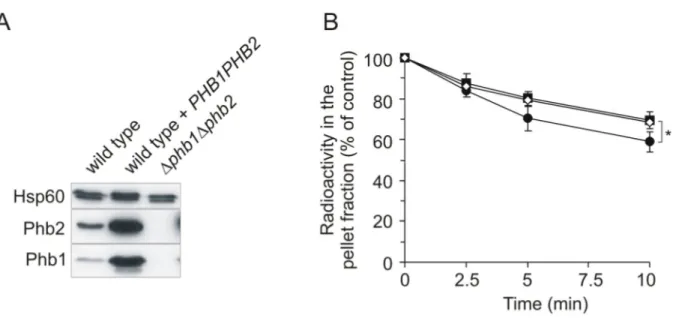 Figure 7.  Stability of mitochondrially encoded polypeptides in presence of varying levels of  prohibitins