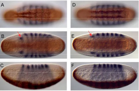 Figure  5:  Whole  mount  preparations  of  stage  6  embryos  stained  with  anti-Twi  and  anti-Eve  antibodies