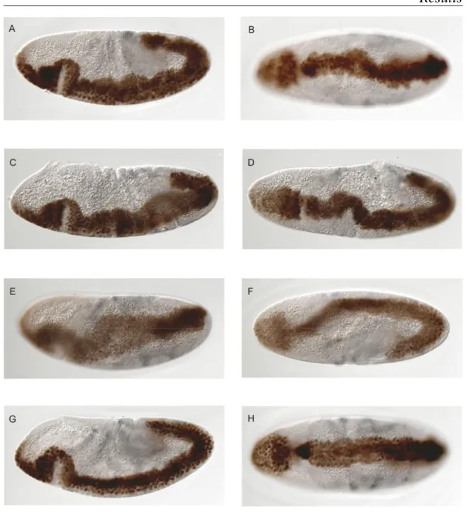 Figure 8: Whole mount Df(2L)ed-dp (A-F) and wild type (G and H) embryos stained with anti-Twi  and anti-Eve antibodies showing germ band defects