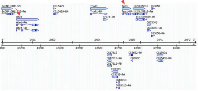 Figure 15: A snap shot from Flybase of the 24E-F region, depicting the genomic stretch harbouring  the  zygotic  locus  of  interest