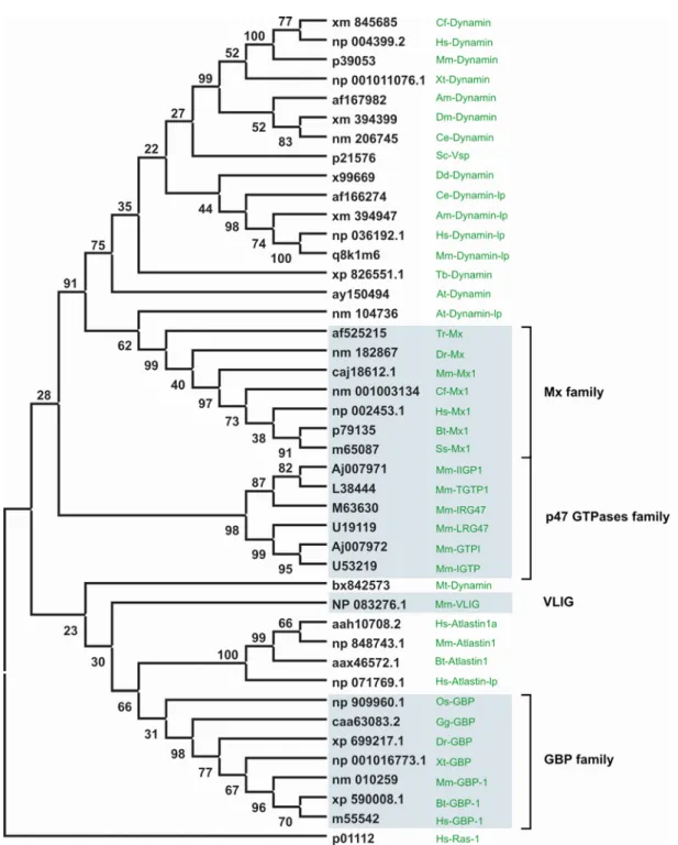 Figure 4. Phylogeny of dynamin and dynamin-like GTPases 