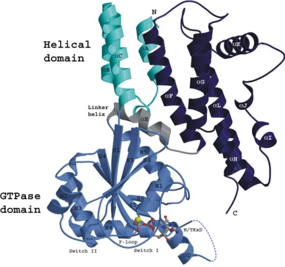 Figure 6. Crystal structure of IIGP1 in GDP bound form shown by ribbon presentation (Ghosh et al.,  2004) 