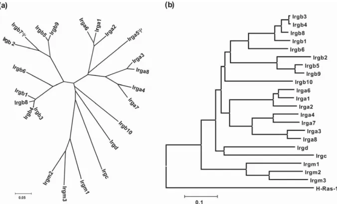 Figure 8. Phylogenetic relationship of mouse Irg GTPases. 