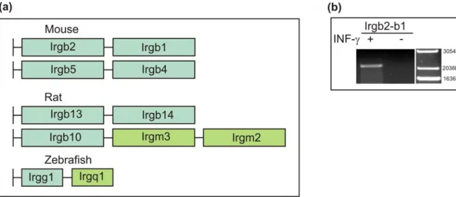 Figure 10. Triple and tandem gene formations in p47 GTPase family. 