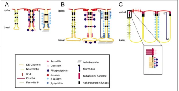 Abbildung 1.7: Anlage der apiko-basalen Polarität während der Embryonalentwicklung von  Drosophila (modifiziert nach Müller 2000) 