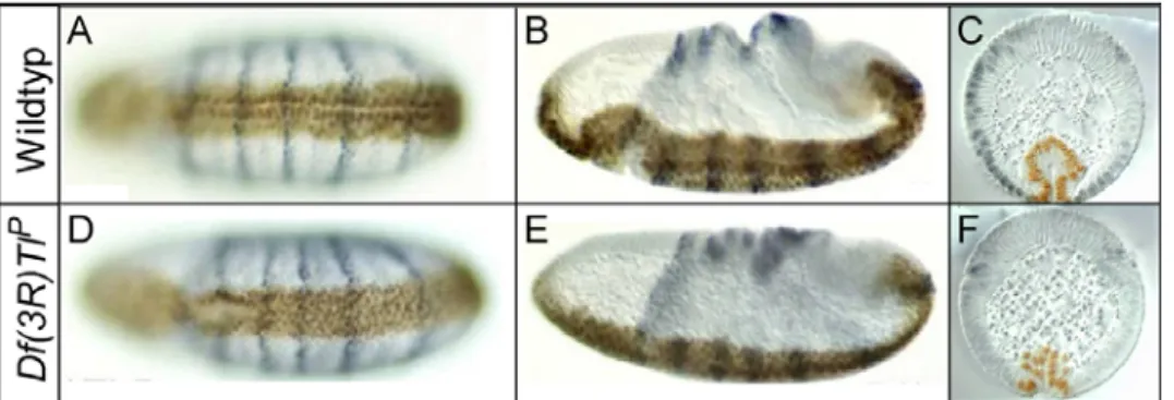 Abbildung 2.1: Phänotyp von Embryonen, die homozygot defizient sind für Df(3R)Tl P (modifiziert nach Seher 2004) 