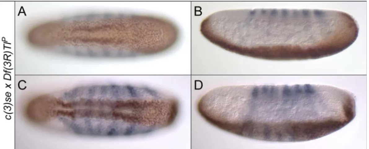 Abbildung 2.3: Phänotyp der Embryonen aus der Kreuzung der Compound-Weibchen mit  Df(3R)Tl P   