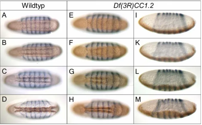 Abbildung 2.7:Phänotyp von Embryonen der Defizienz Df(3R)CC1.2  