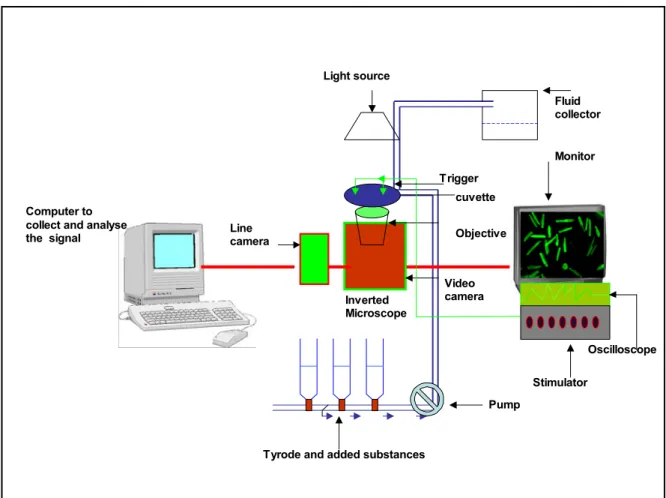 Fig. 2.3 Schematic presentation of the cardiomyocyte contractility measurement setup 