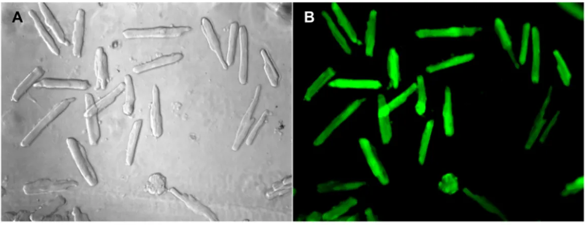 Fig.  3.2 Adult rat cardiomyocytes transfected with Ad.as.SOR.GFP  