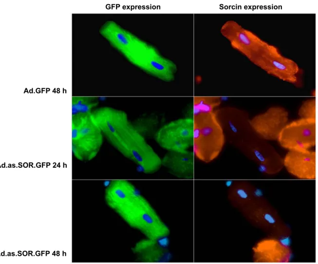 Fig 3.4 Immunofluorescence staining of the transfected cardiomyocytes  
