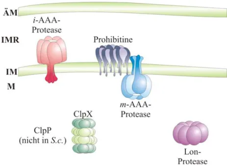 Abb. 1: Die mitochondriale Qualitätskontrolle ist durch fünf unterschiedliche Proteasen definiert