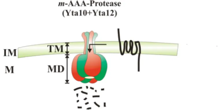 Abb. 3: Modell zur Extraktion von membraninserierten Substraten der m-AAA-Protease.