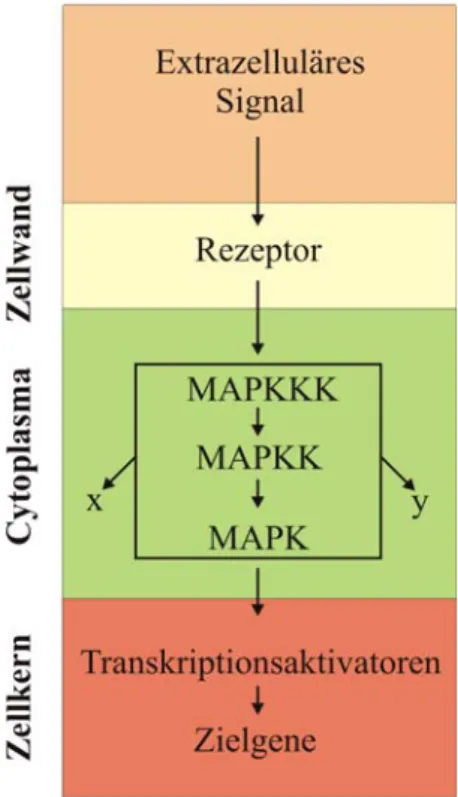 Abb. 4: MAPKinase Modul. Ein integraler Rezeptor in der Zellwand registriert extrazelluläre Reize und Signale