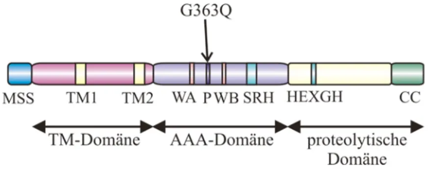 Abb. 6: Im Porenmotiv der AAA-Domäne ist eine Punktmutation im temperatursensitiven Protein Yta10 ts lokalisiert.