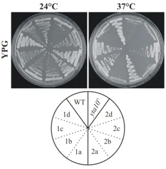 Abb. 7: Respiratorisches Wachstum haploider Sporen bei 37°C nach der Rückkreuzung von yta10 ts  mit WT W303-1A