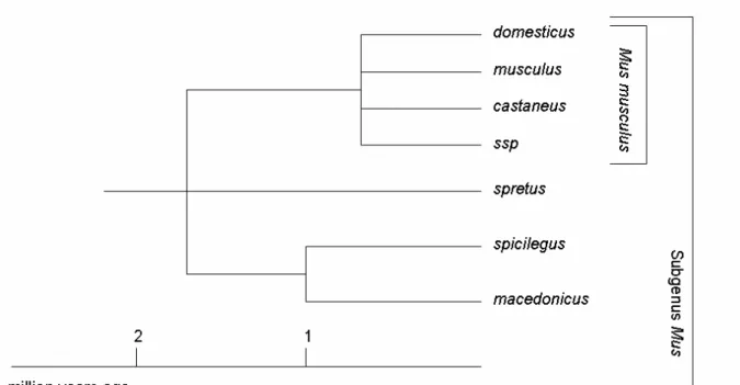 Figure 1: Section of the evolutionary tree of the genus Mus. The last node represents the Mus musculus  subspecies complex (adapted from (Guenet and Bonhomme 2003))