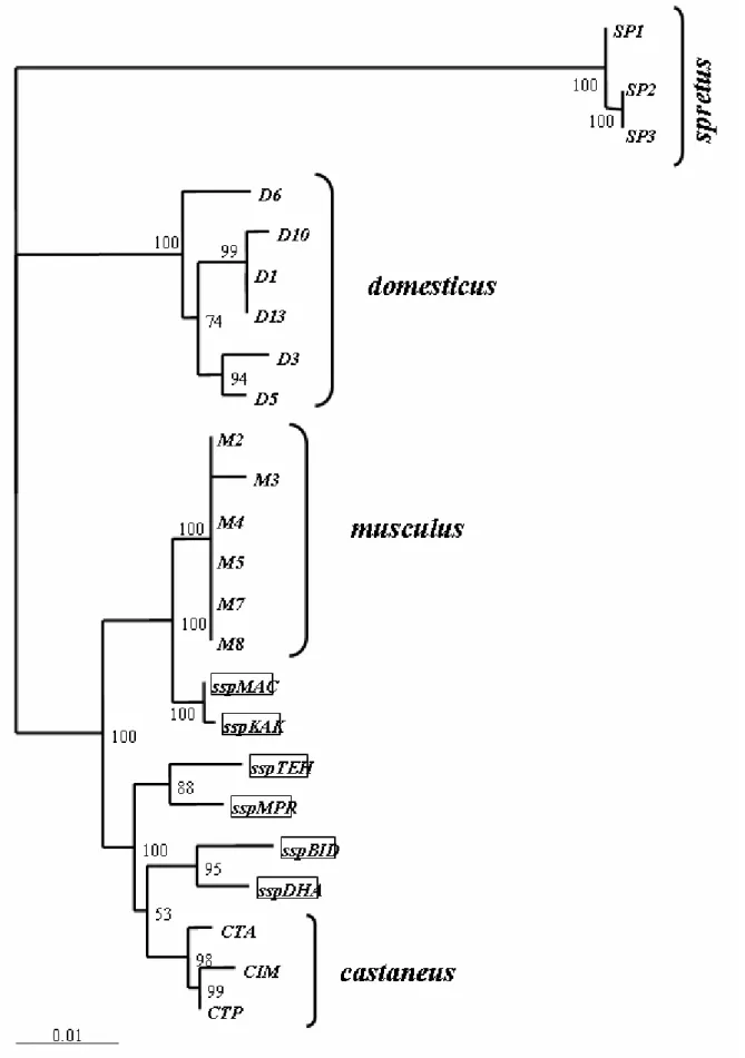 Figure 7: Maximum likelihood tree of mitochondrial D-loop sequences obtained from Mus musculus and  Mus spretus animals