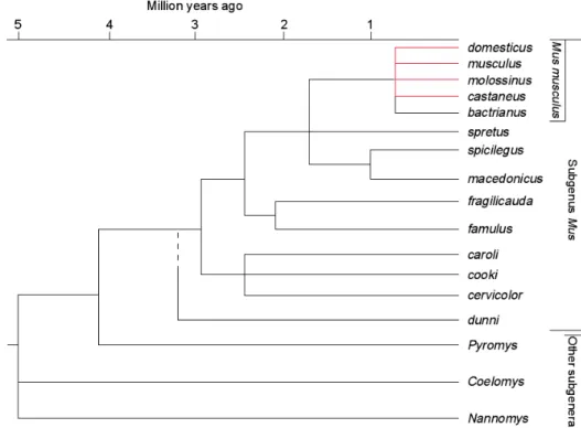Figure 1.4 Evolutionary tree of the genus Mus. The time scale is based on single copy nuclear  DNA hybridization studies and is calibrated with the separation of Mus and Rattus, estimated at  10 Myr ago (taken from Guénet and Bonhomme 2003)