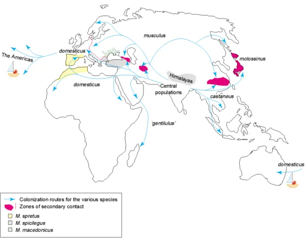 Figure 1.5 Geographical distribution of the different species of the genus Mus and routes of  colonization