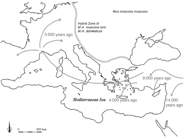 Figure 1.6 Colonization of Middle Europe by the house mouse Mus musculus domestius (Figure is  based on data by Cucchi et al