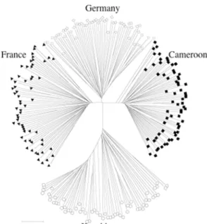 Figure 1.7 Allele sharing tree  based on more than 200  microsatellites. The two western  European populations, as well as  samples from Cameroon can be  clearly separated by this data