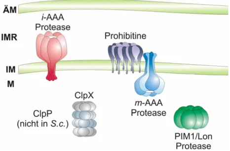Abb. 2: ATP-abhängige Proteasen in Mitochondrien. Dargestellt sind die löslichen ATP- ATP-abhängigen Proteasen der Matrix PIM1/Lon und ClpXP