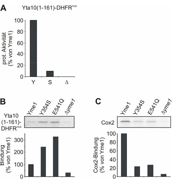 Abb. 8: Substratspezifische Effekte der Y354S-Mutation von Yme1 auf die Substratbindung