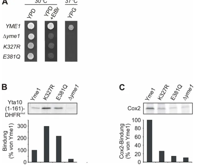 Abb. 9:  In vivo-Aktivität und substratspezifische Defekte von ATPase-defizienten Yme1- Yme1-Mutanten