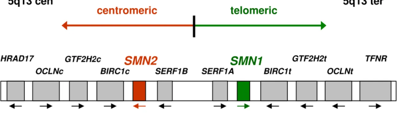 Figure 1: Schematic of the duplicated and inverted SMA region on chromosome 5q13. 