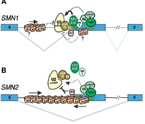 Figure  3:  Model  for  the  impact  of  the  SMN2   C  to  T  transition  on  splicing  of  exon  7  in  SMN   pre-mRNA  (Cartegni et al