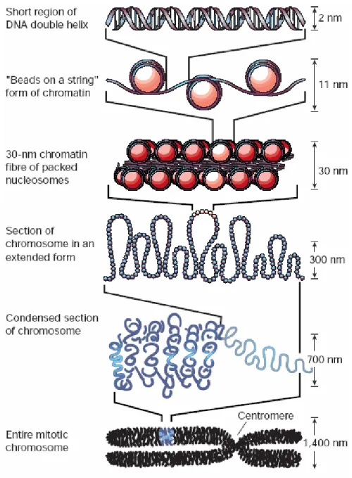 Figure  6:  Eukaryotes  package  their  DNA  inside  cells  in  the  nucleus.  There,  the  DNA  is  associated  with  histone and non-histone proteins to form a highly folded, complex structure called chromatin (Felsenfeld  and Groudine 2003)