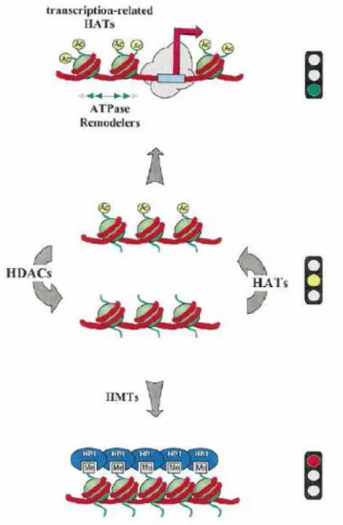 Figure  7:  Histone  methylation  and  acetylation  are  two  key  factors  that  regulate  gene  expression